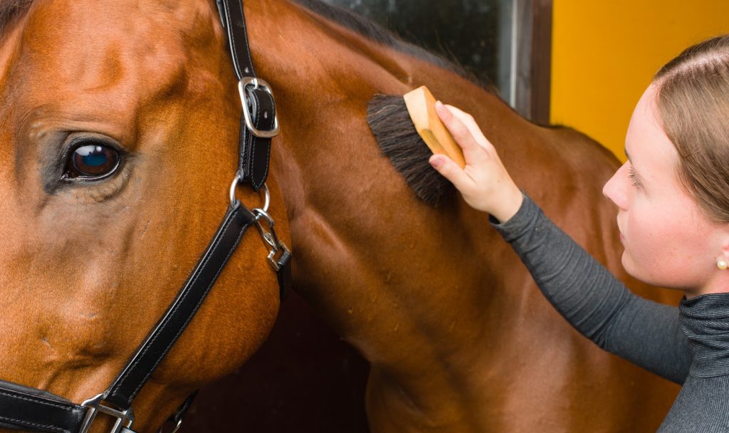 Wondering how to clean horse brushes? We've got you covered! Check out our step-by-step guide to cleaning natural and synthetic brushes.