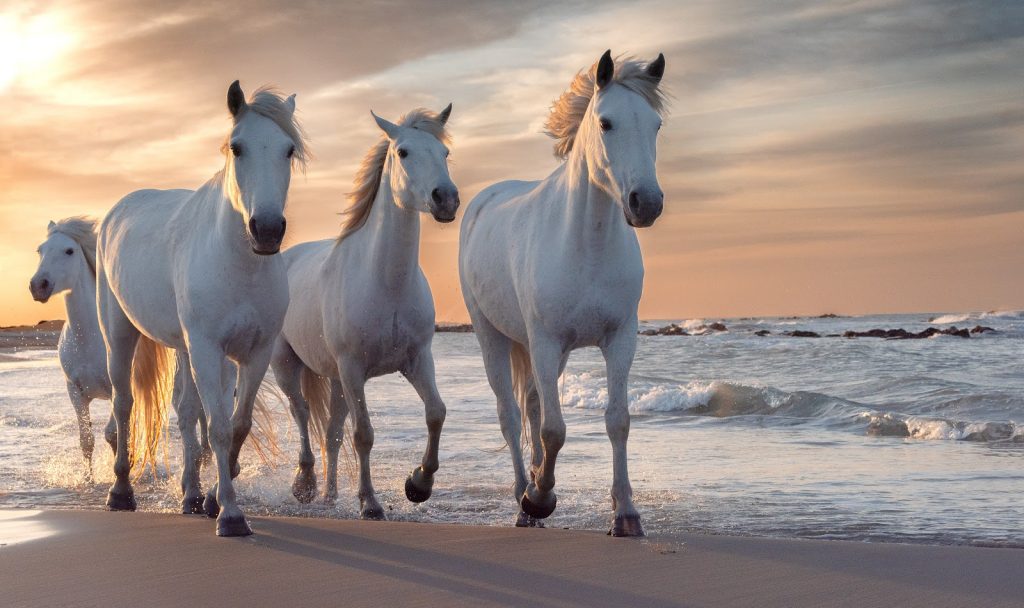 From clouds to flowers to birds, we turned to nature and traveled the globe to find these 100 beautiful white horse names. Take a look!