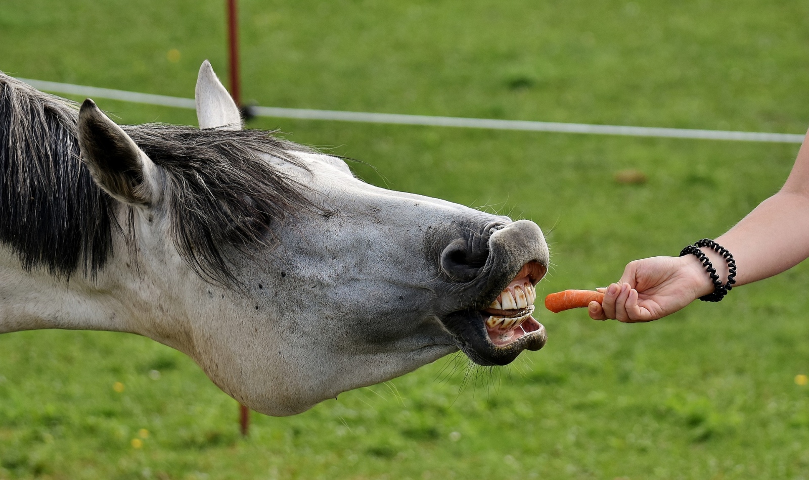 a white horse eating carrot top