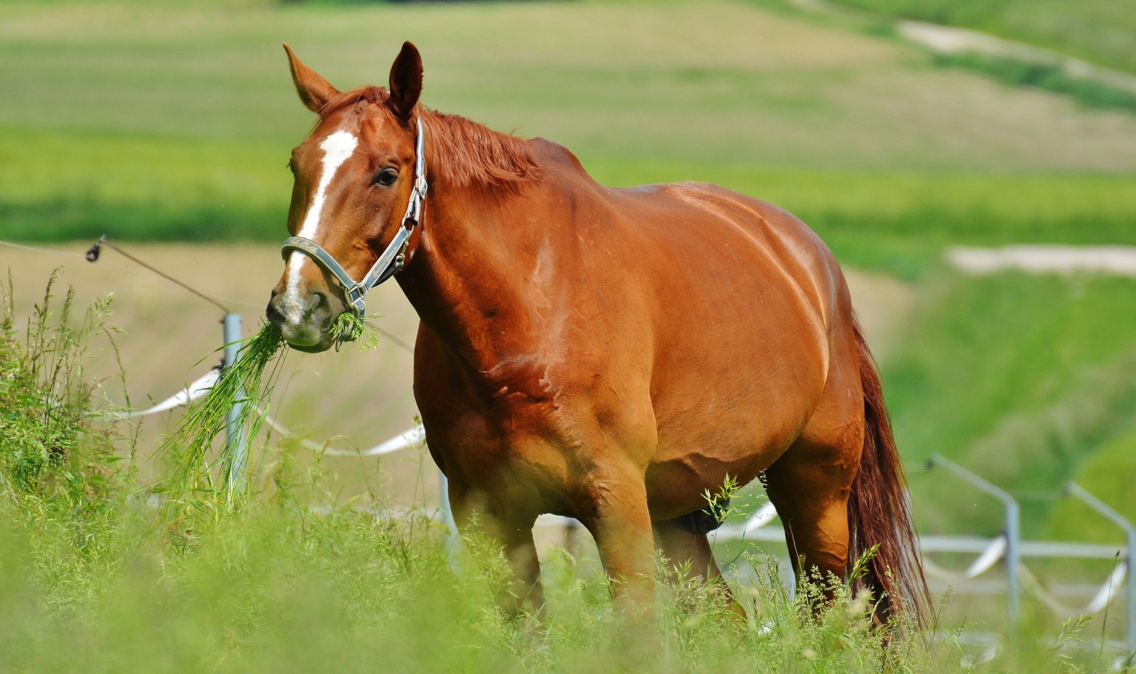 a brown horse eating grass: can he also eat turnip?