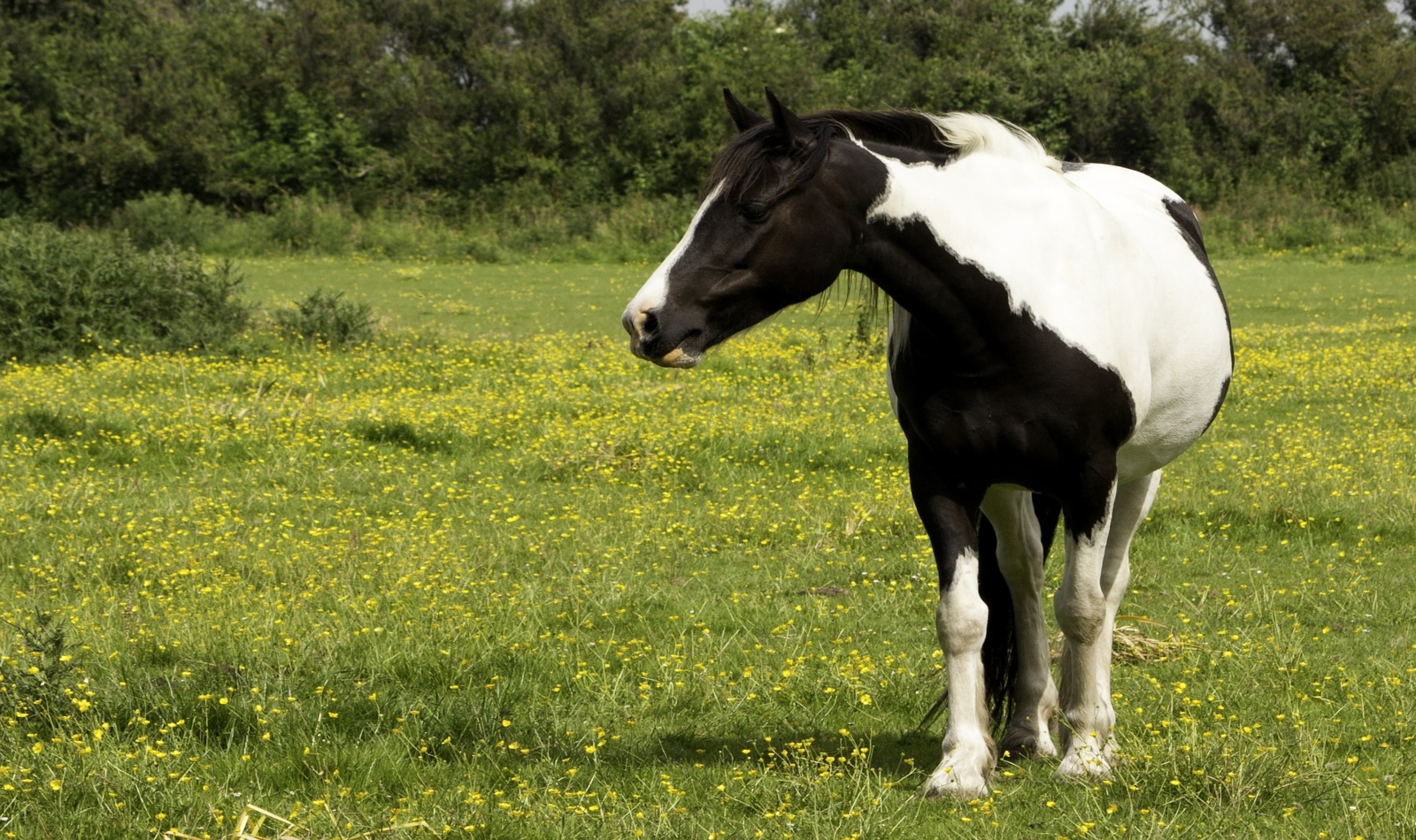 a male black and white horse standing on the grass suitable for black and white horse names for males