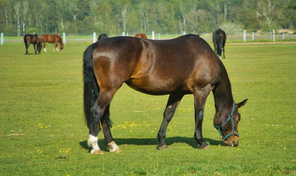a brown horse eating grass on pasture