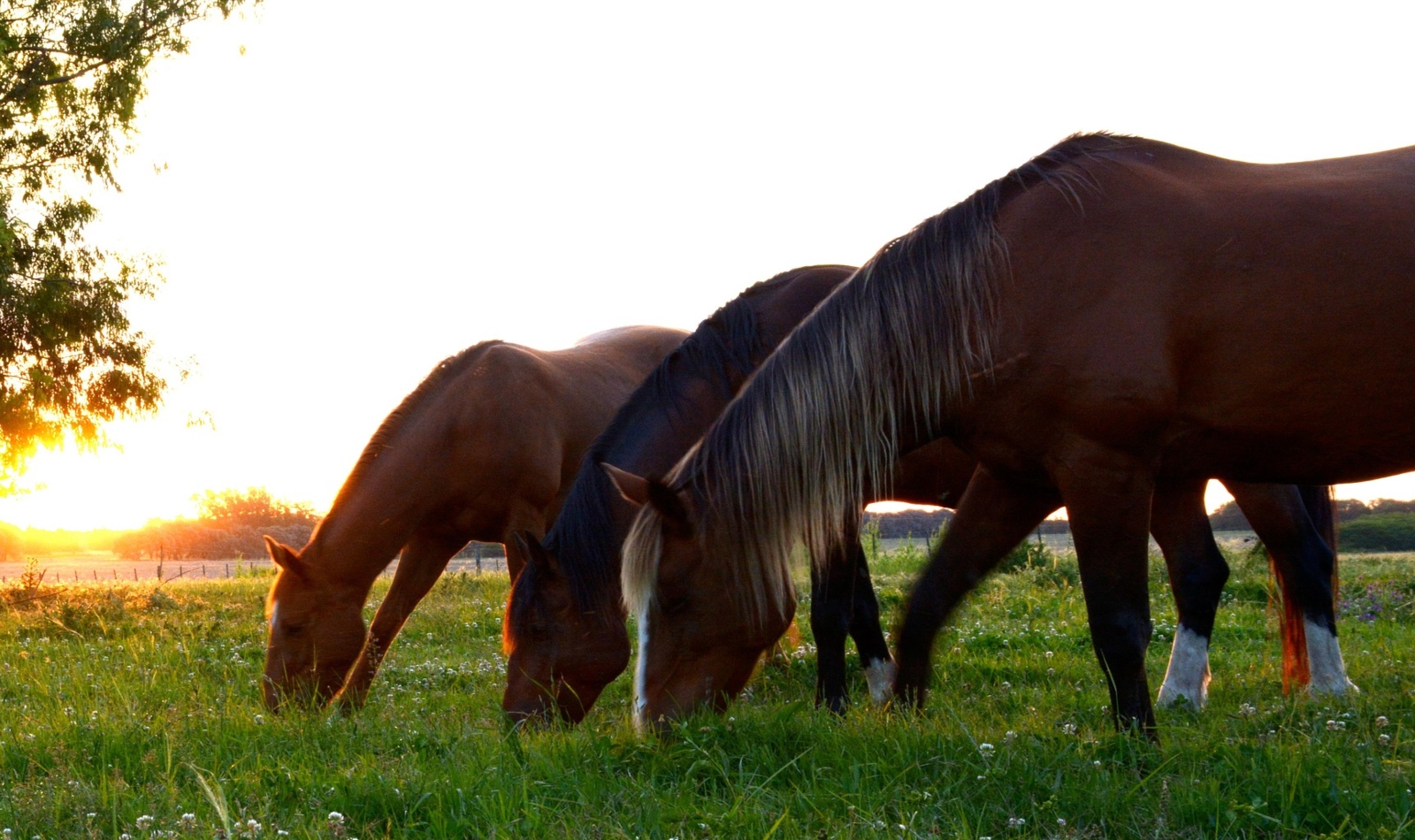 group of horse eating grasses