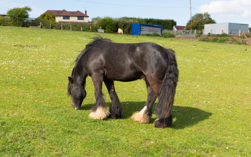 Gypsy traveller pony with long tail and hairy feet