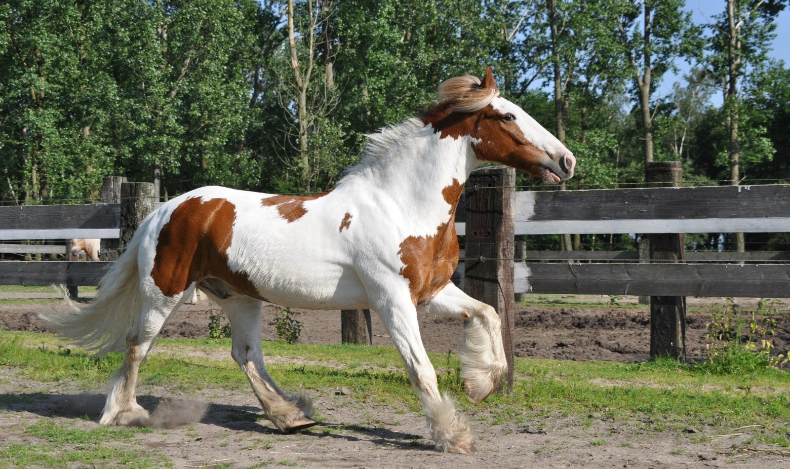 white and brown Irish horse with funny Irish horse name galloping