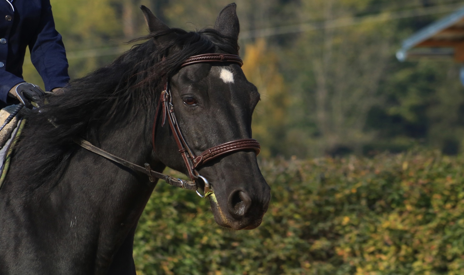 a long-haired black horse with native american black horse names