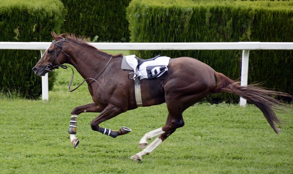 a brown horse with a famous race horse name running so fast