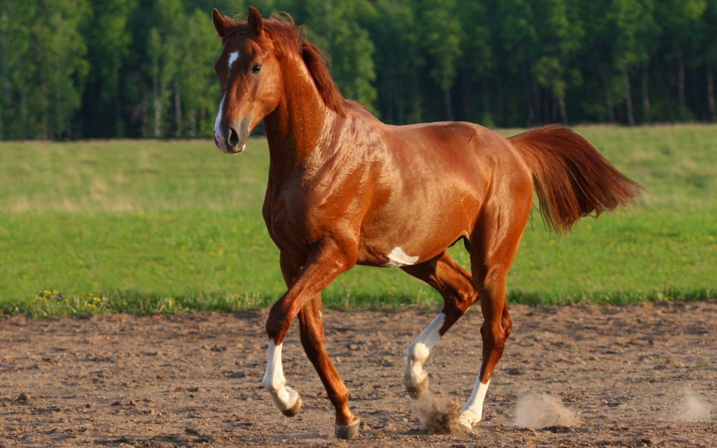 red horse dancing on the field