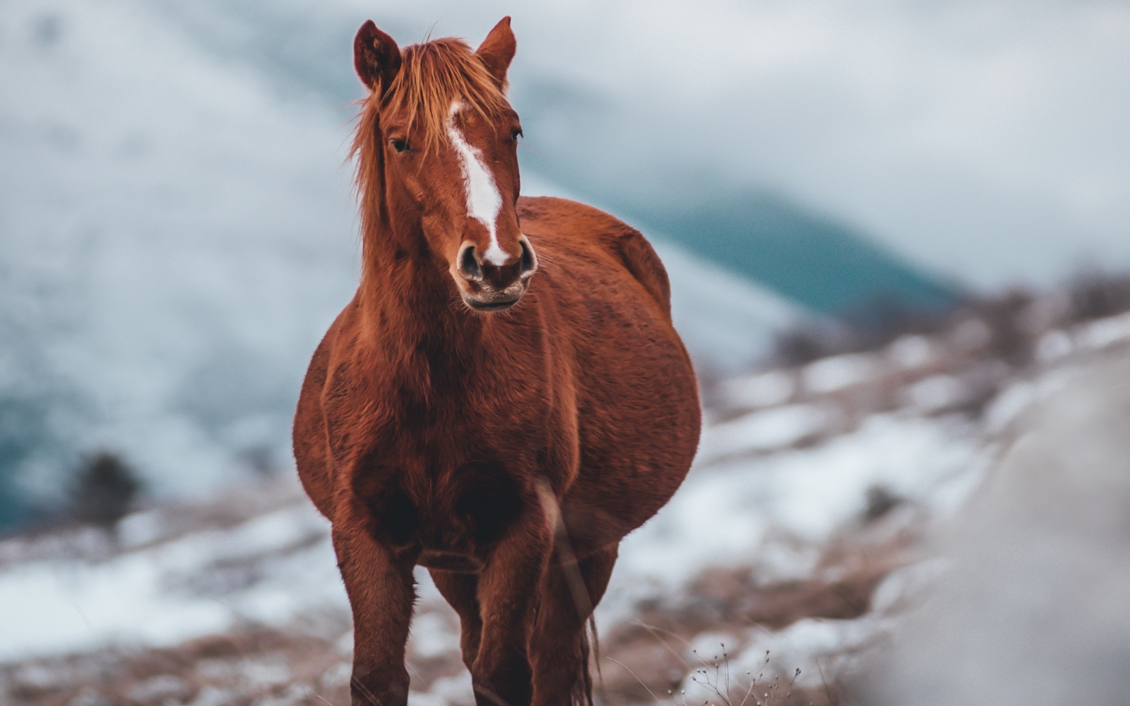 a red horse walking down the mountain
