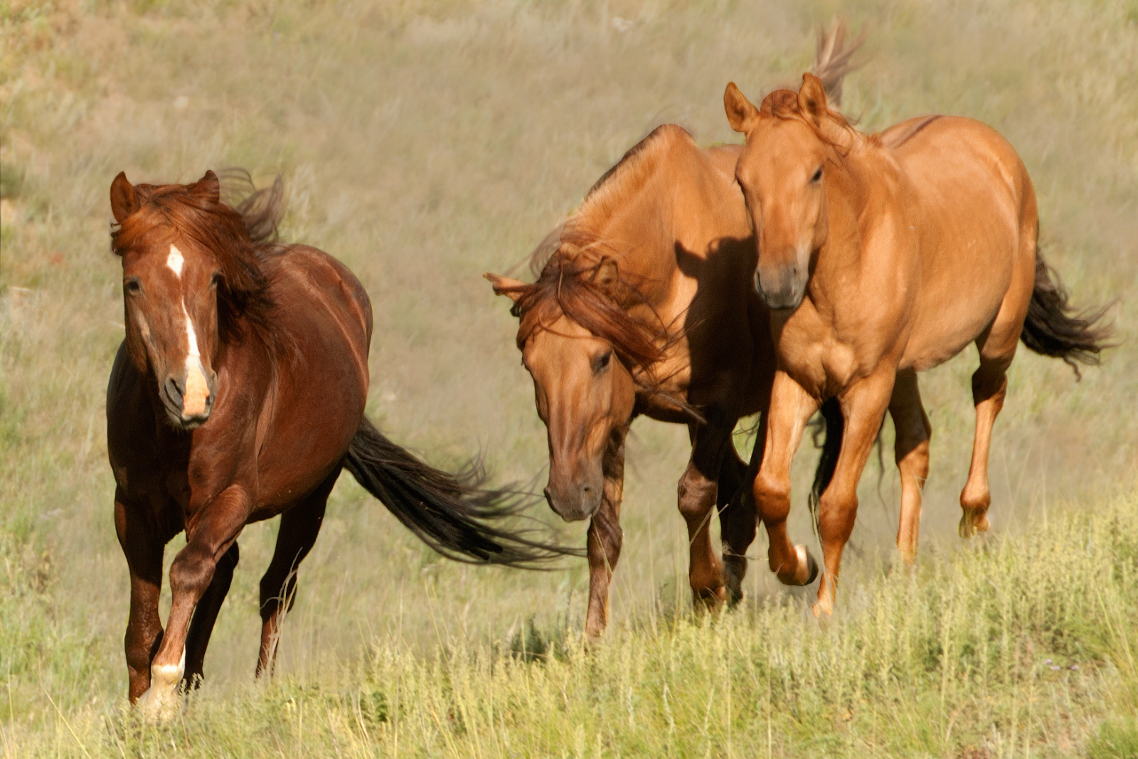 3 wild horses roaming around the mountain: they are perfect for songs about wild horses!
