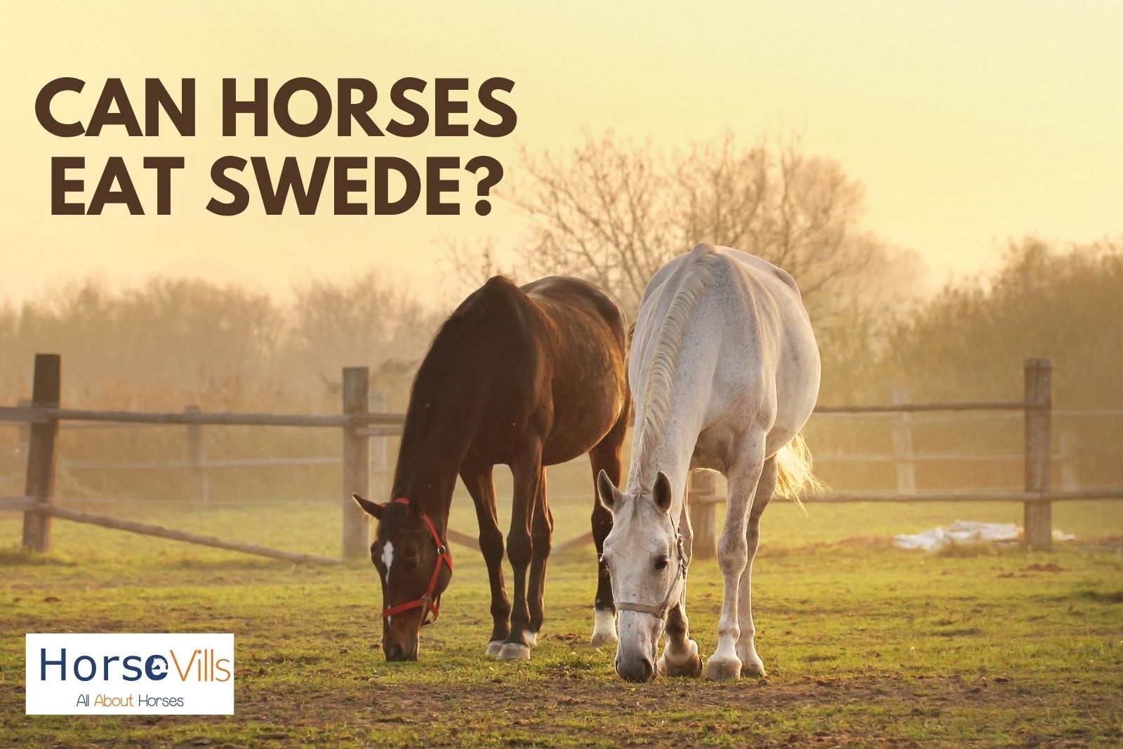 horses eating grasses. can horses eat swede instead?