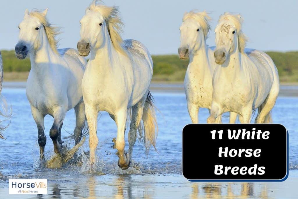 beautiful white horse breeds running in the river