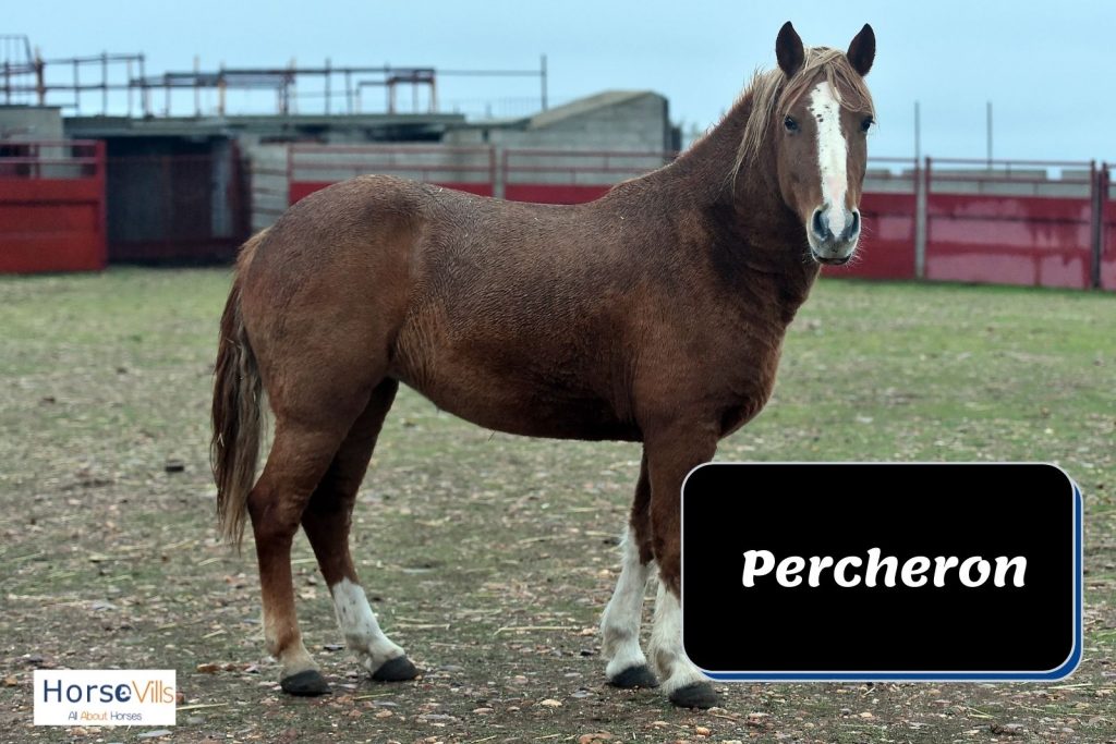 a tall percheron brown horse