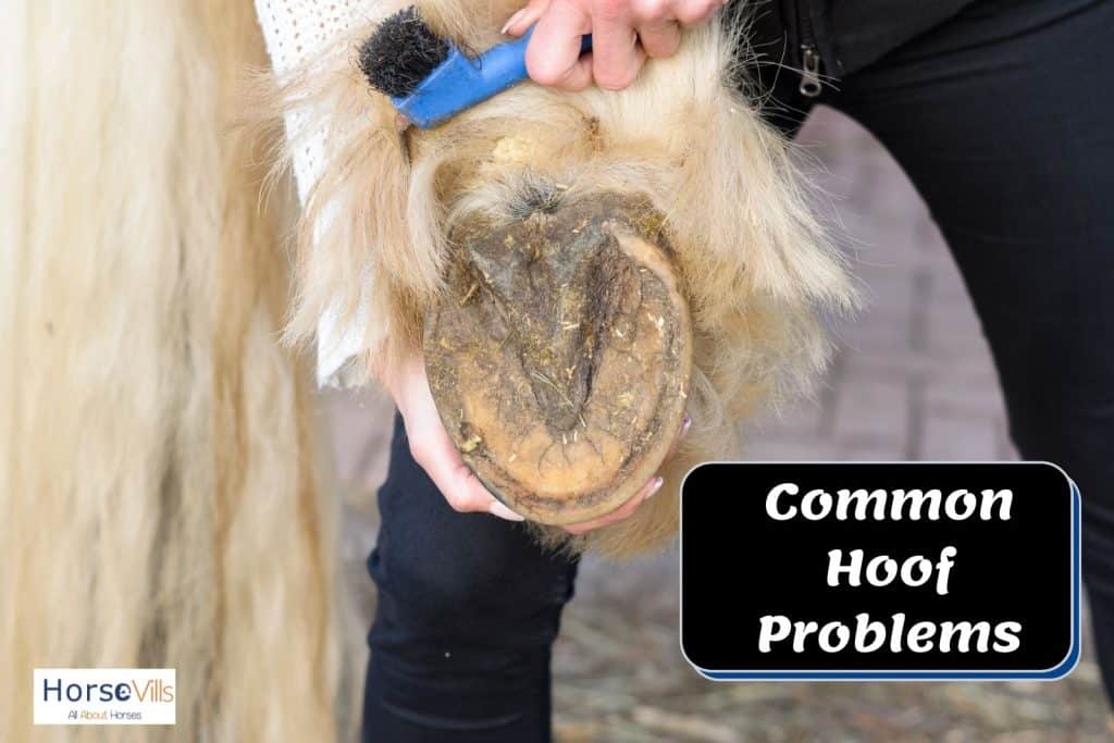 brushing horse's hooves in the right way