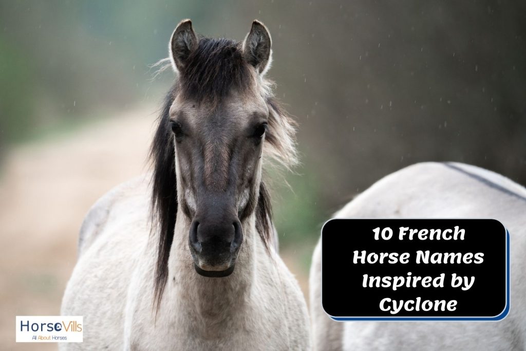 a fierce white stallion perfect for french horse names