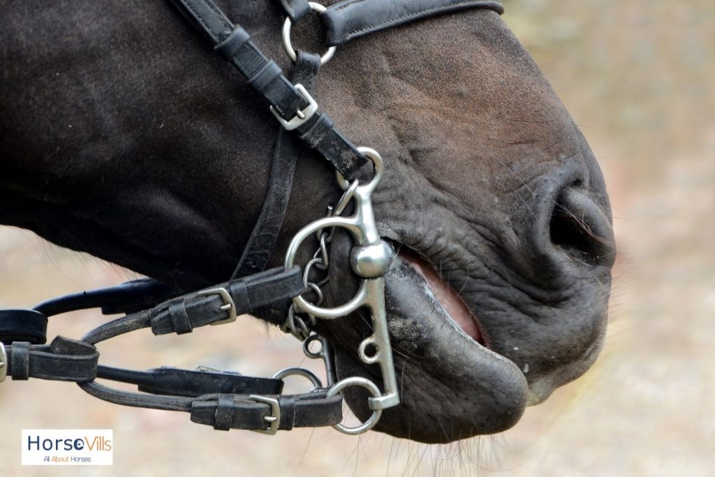 close-up shot of horse's mouth with bit