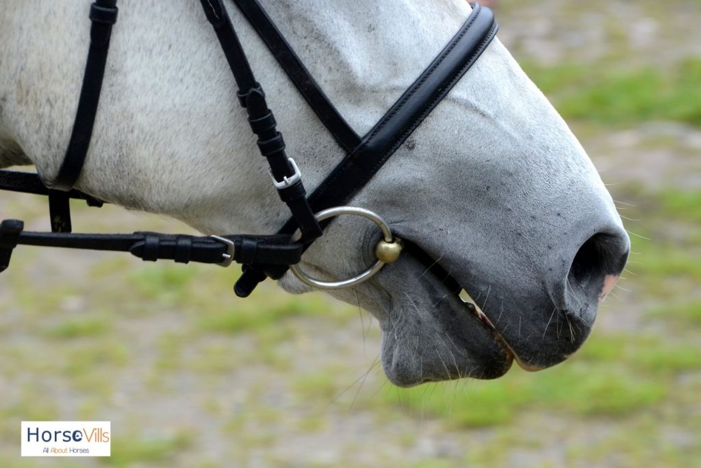 close-up shot of white horse's mouth with bit