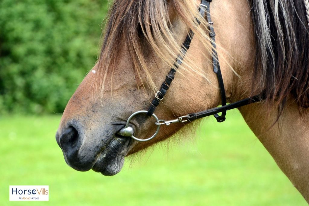 close-up shot of brown horse's mouth with bit