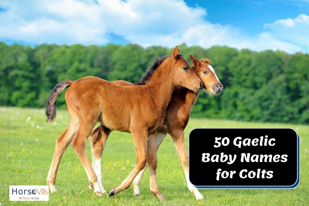 400 Lovely Baby Horse Names for Your Colt & Filly