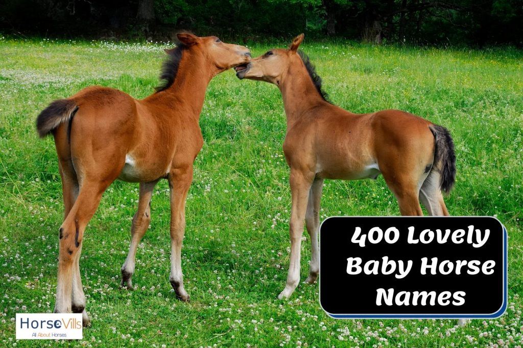 two brown foals with baby horse names