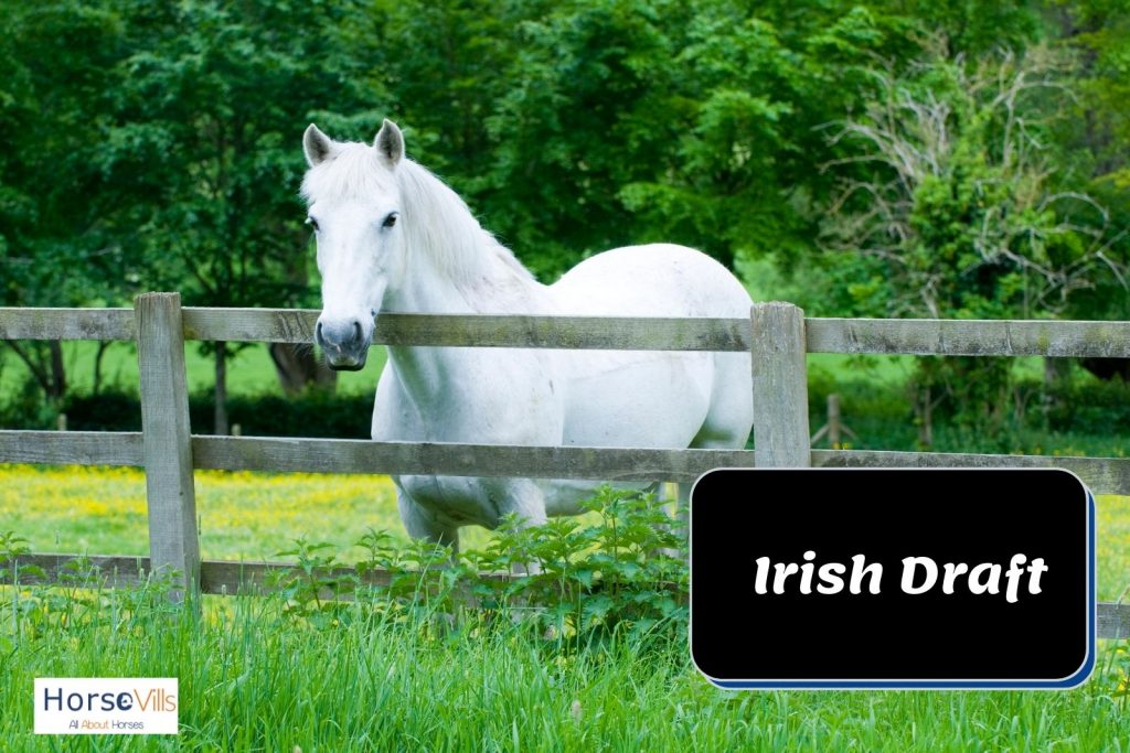 a tall white Irish draft horse breed