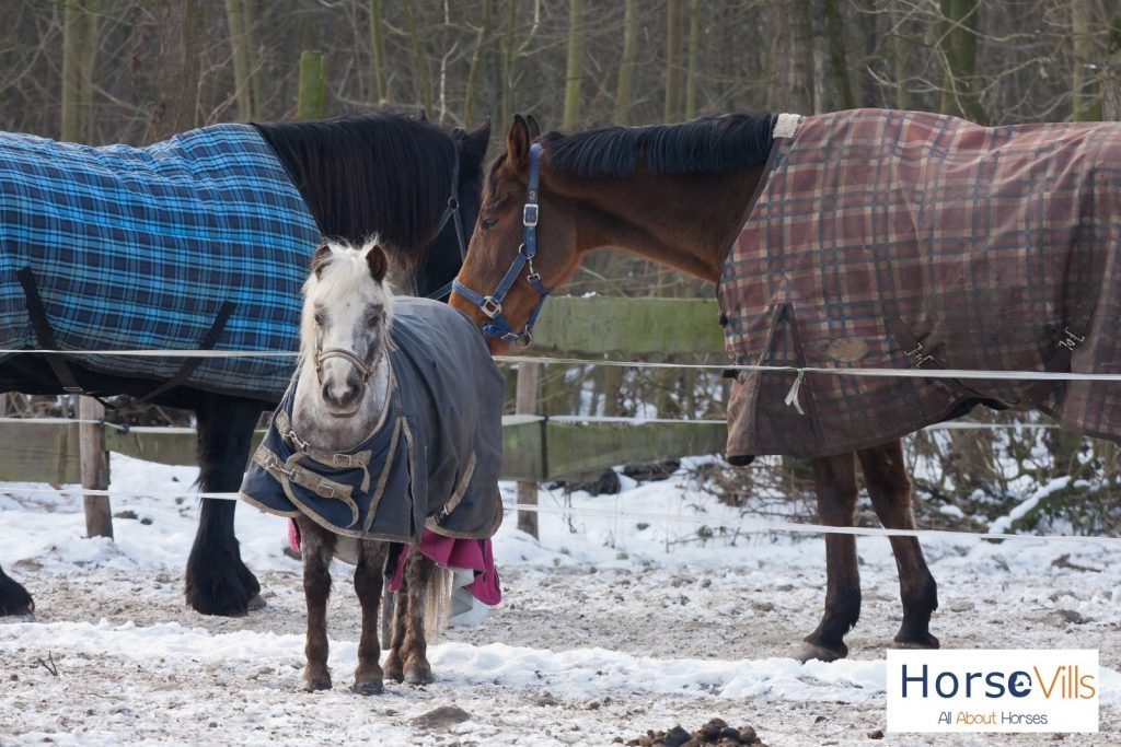 group of horses wearing a blanket