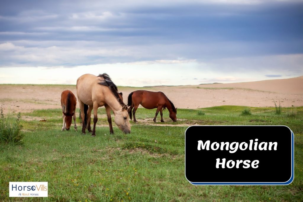 Mongolian horses eating grasses