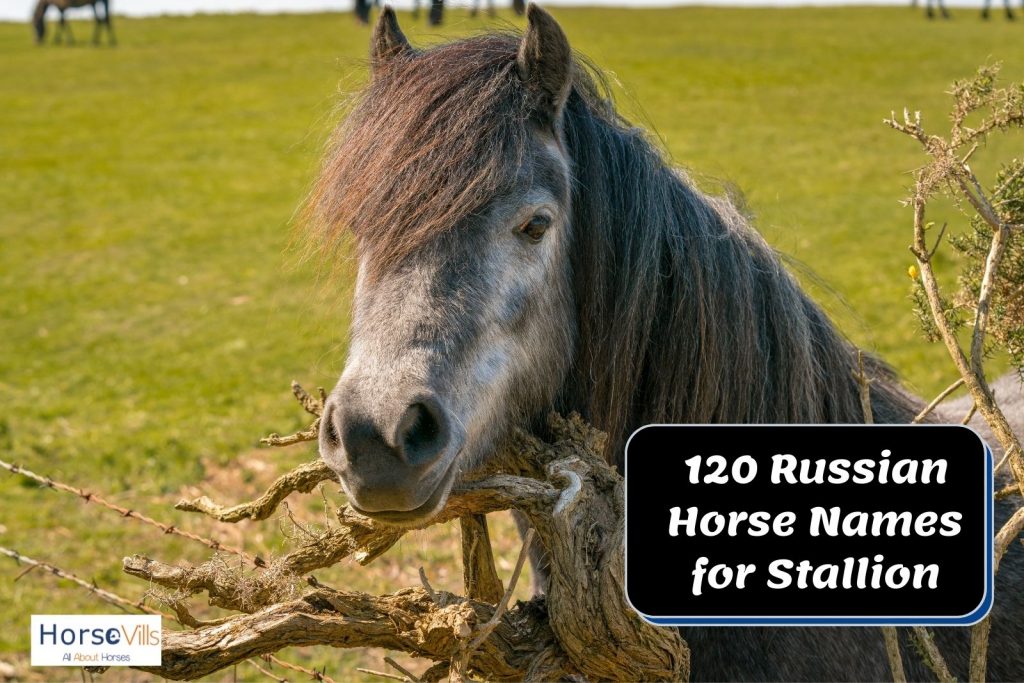 gray stallion with long hair and Russian horse name