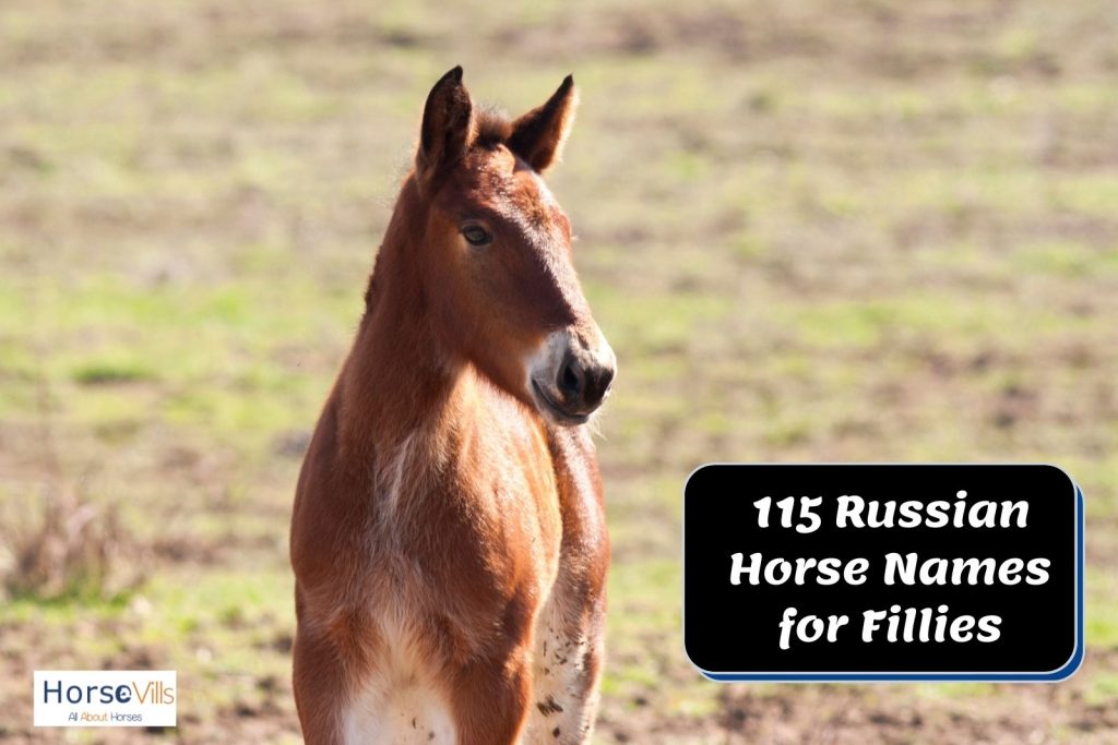 brown filly standing gracefully and proud of her Russian horse name