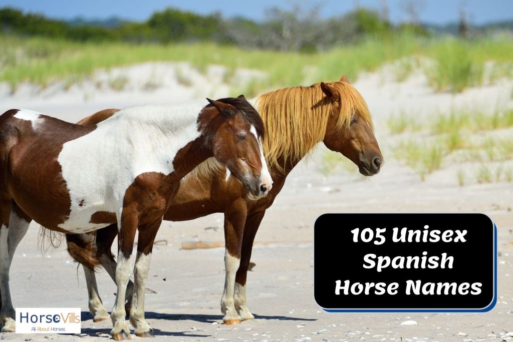 two white and brown foals with Spanish horse names