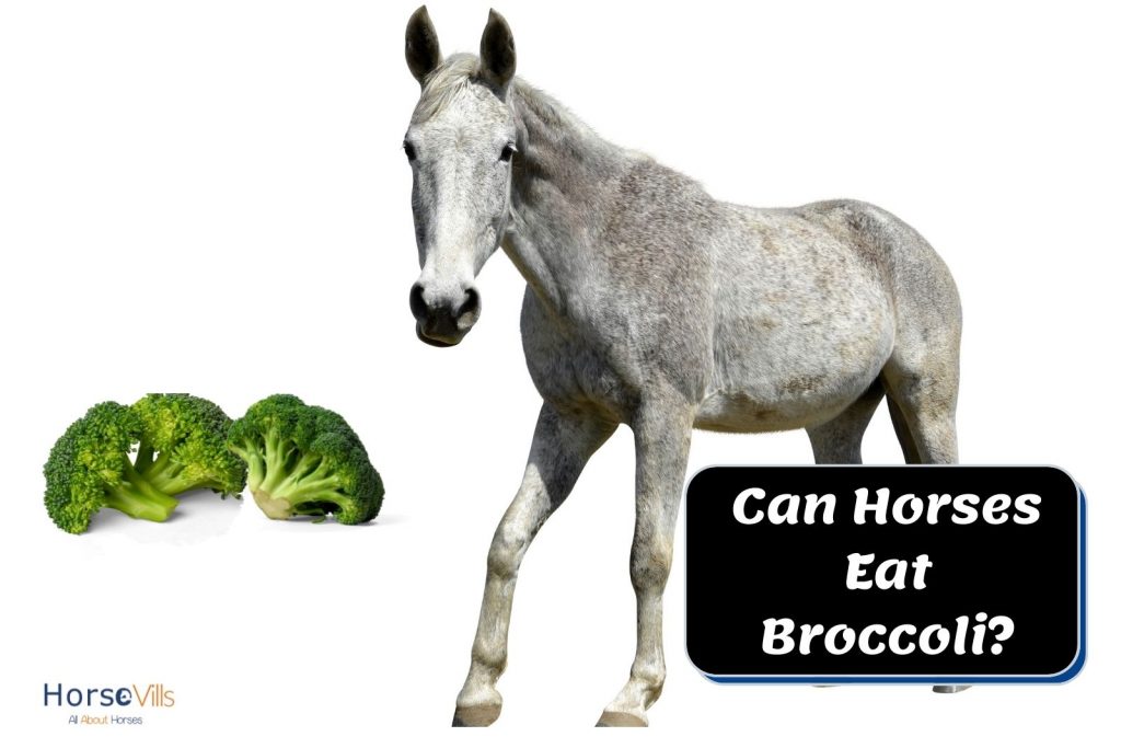 grey horse and two broccolis. can horses eat broccoli?