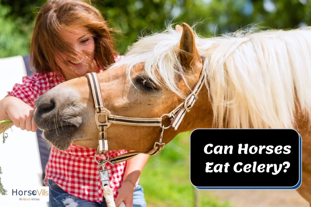 a lady feeding a brown horse celery but can horses eat celery?