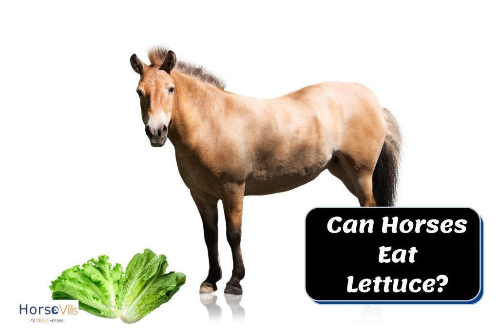 brown horse and two lettuces: can horses eat celery?