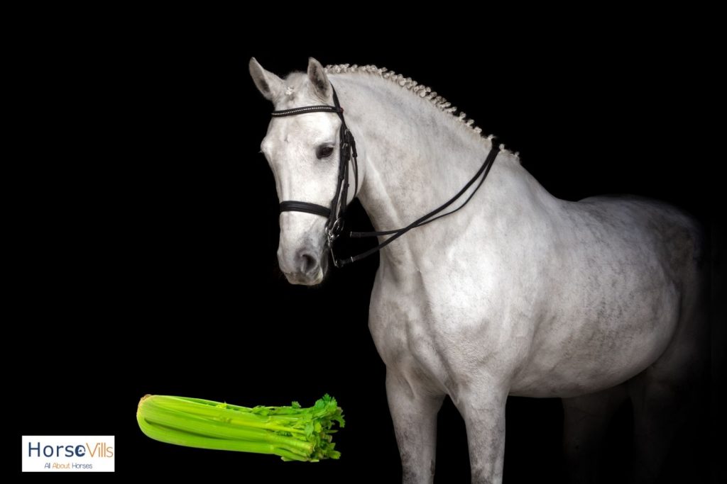 white horse staring at the celery: can horses eat celery?