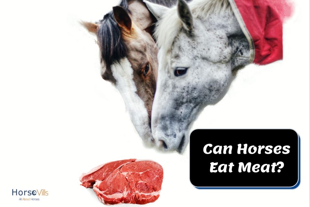 two horses are going to eat the pieces of pork but can horses eat meat?
