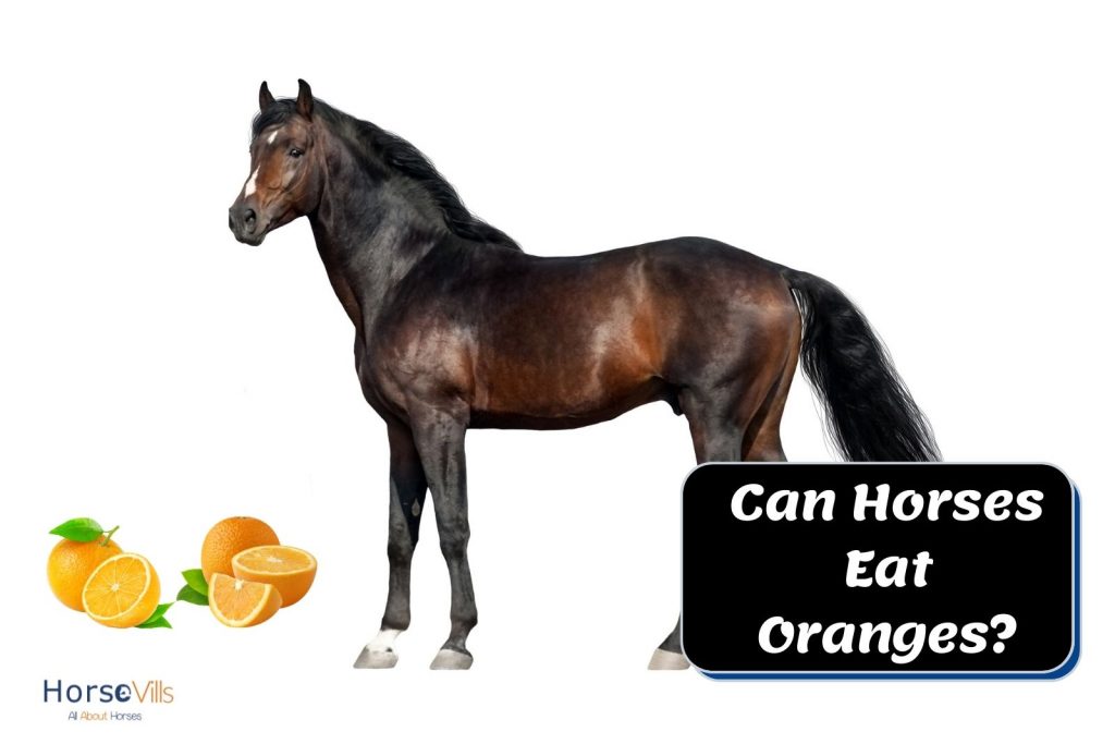 dark brown horse with 4 fresh oranges. can horses eat oranges?