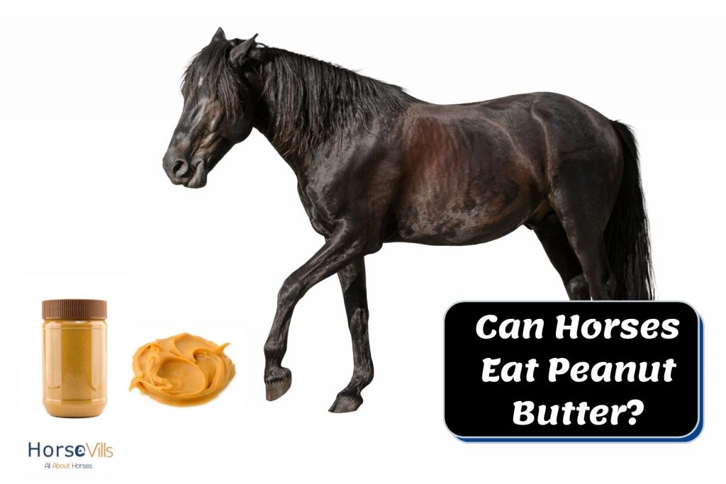 black horse and peanut butter jam. can horses eat peanut butter?