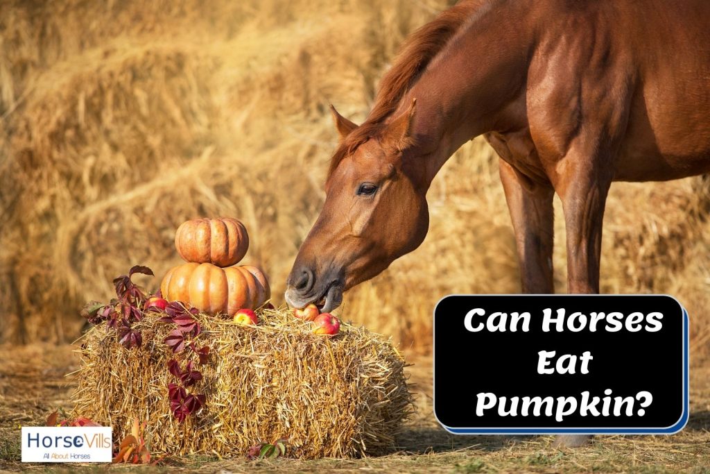 A horse eating an apple beside pumpkins. Can horses eat pumpkins too?