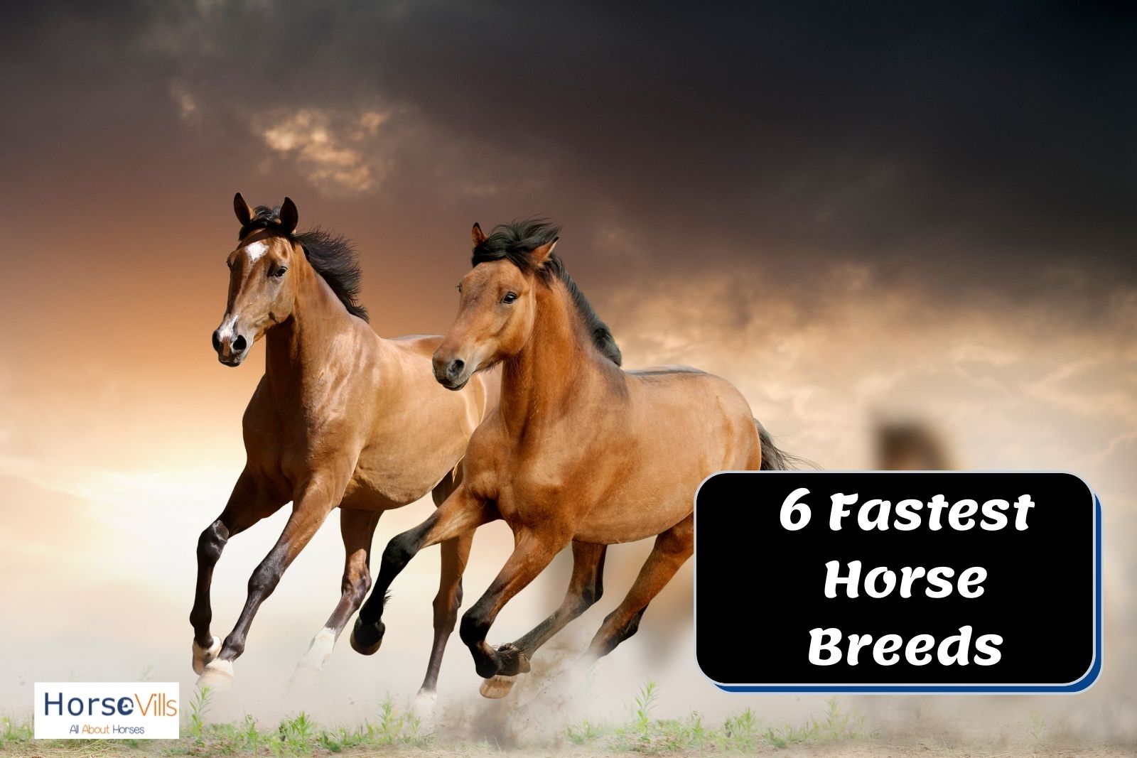 brown fastest horse running