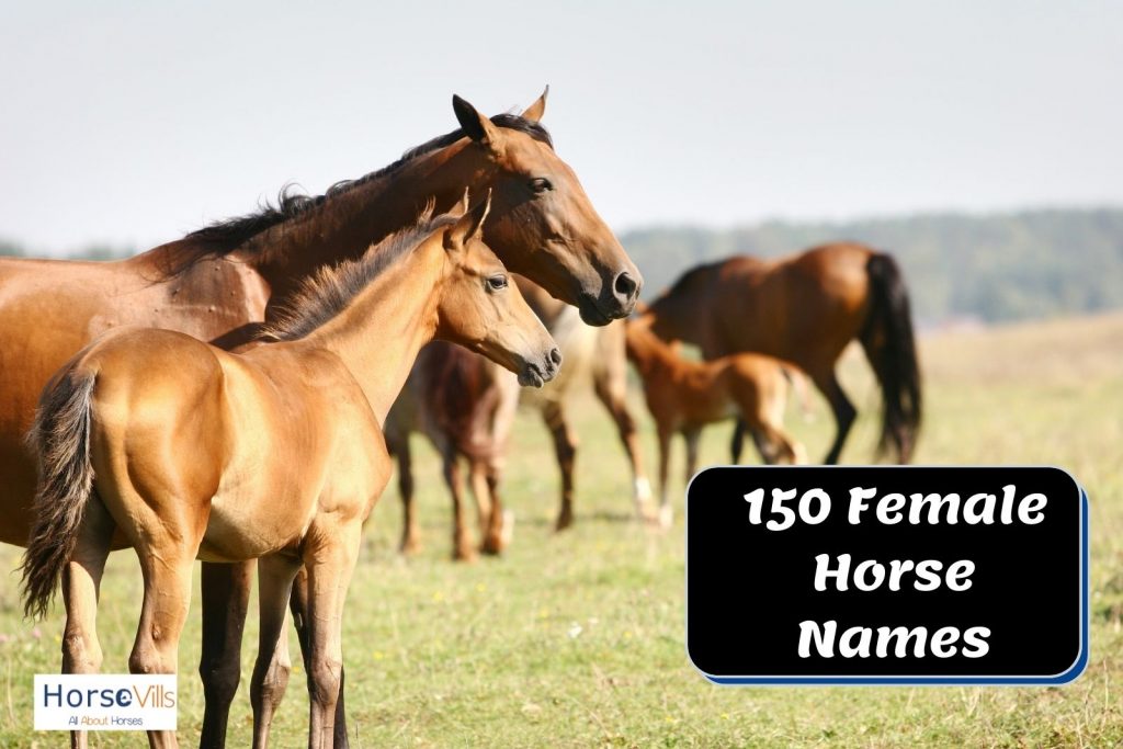 brown mare and filly suitable for lovely female horse names