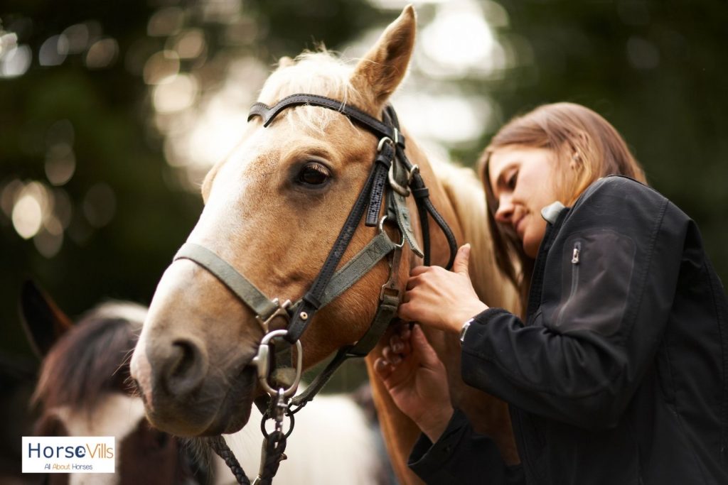 a lady fixing the horse's bridle as part of her daily horse care routine
