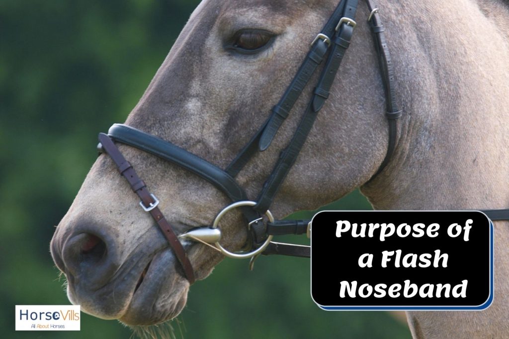 grey horse with black noseband