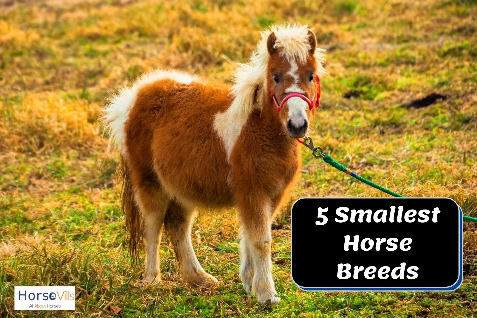 Top 5 World's Smallest Horse Breeds (Pictures & History)