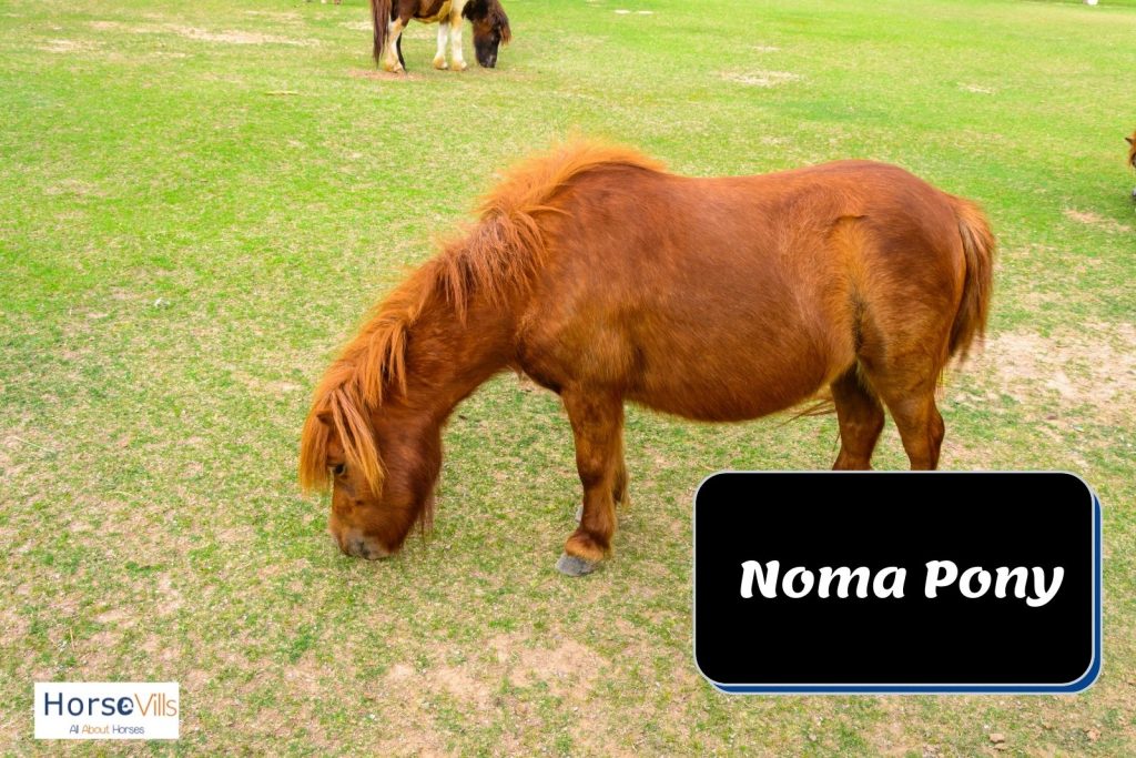 Noma Pony