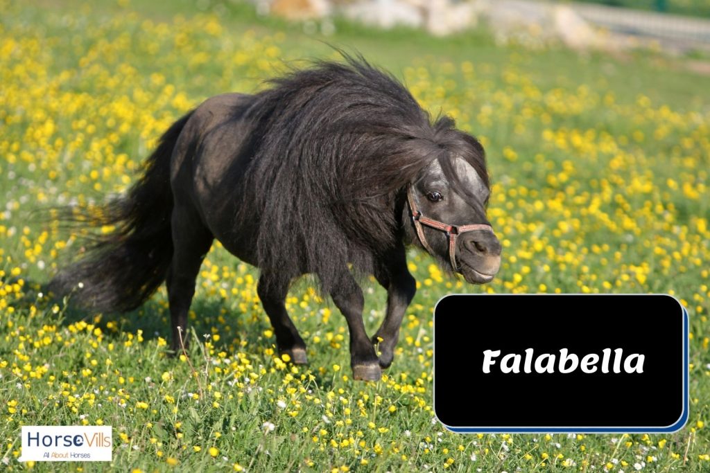 black falabella pony
