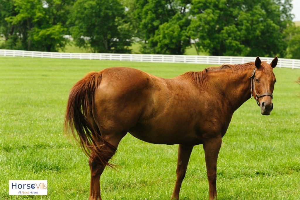 a large Thoroughbred looking at the camera