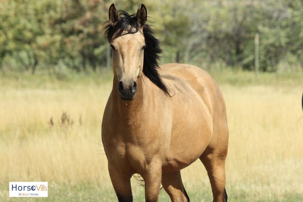 sandy bay horse