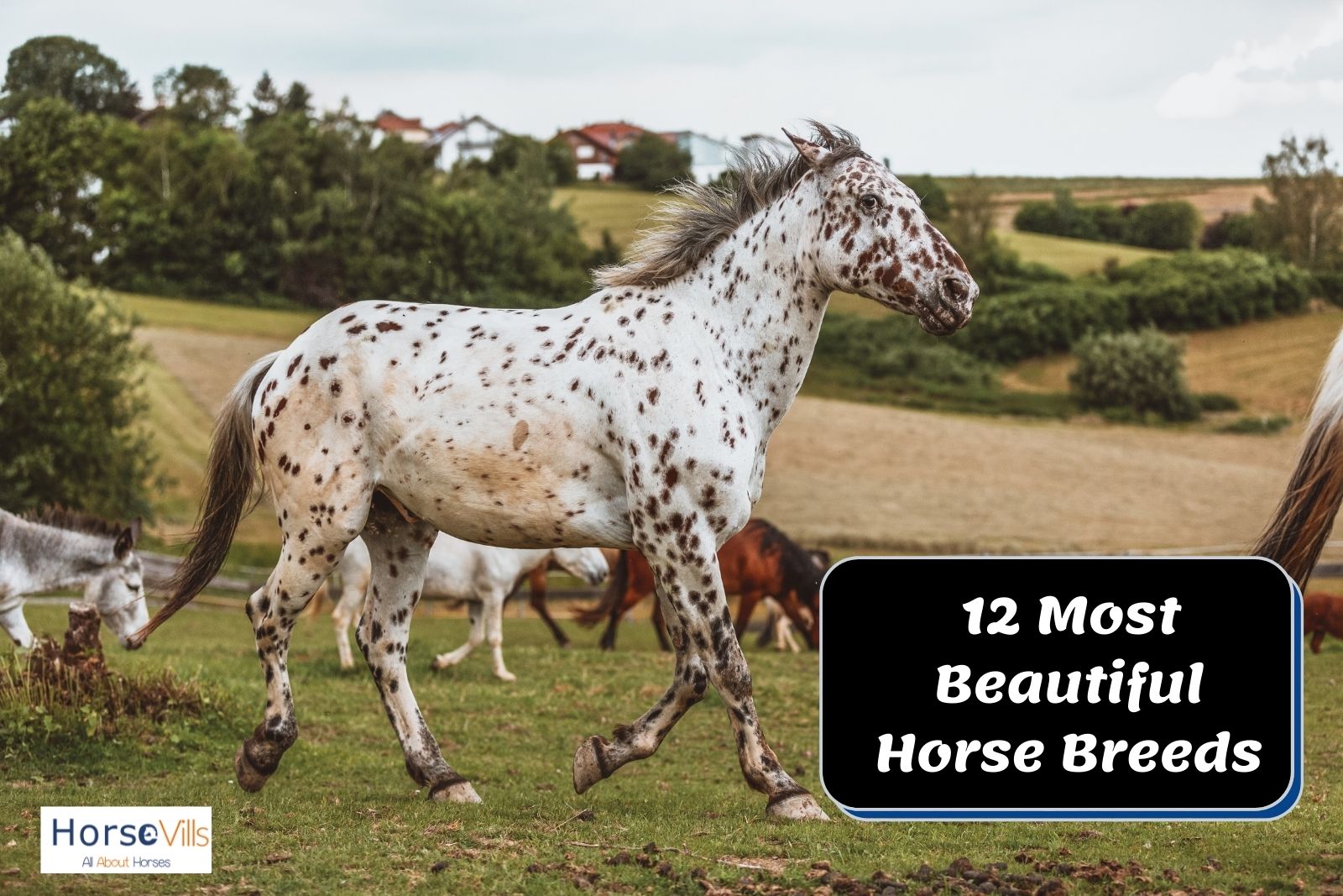 a white beautiful horse full of brown spots