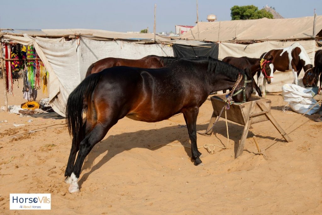 Marwari horse eating