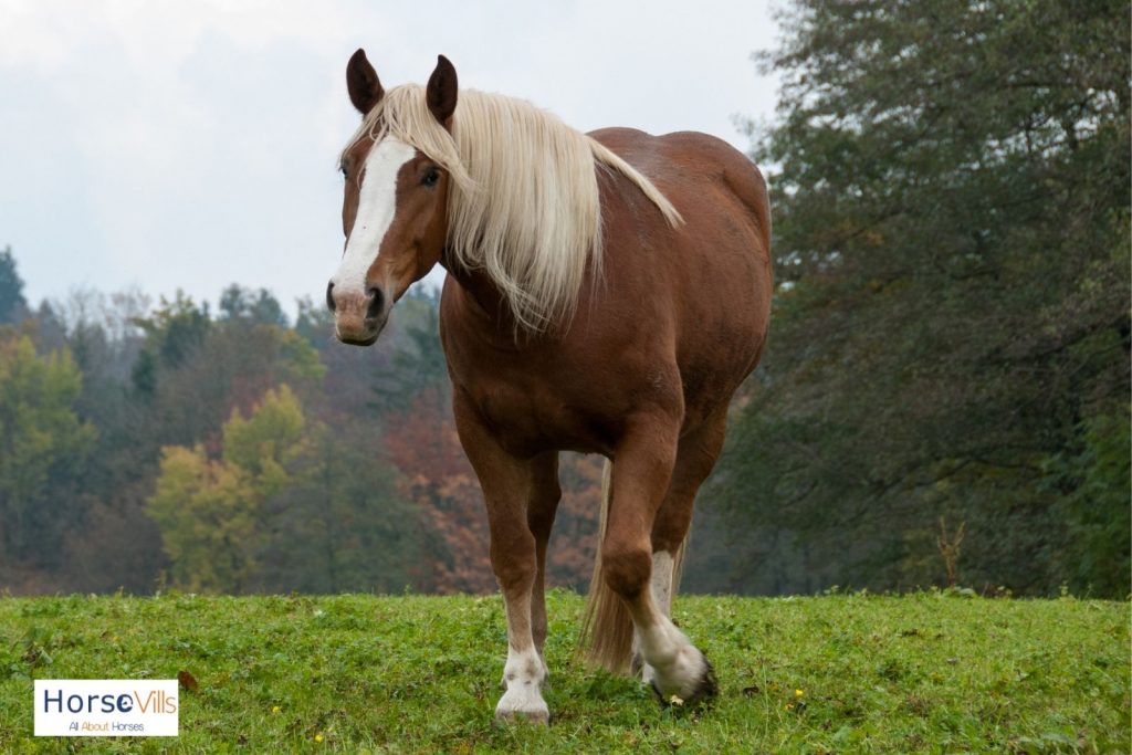 black forest horse with flaxen mane and tail